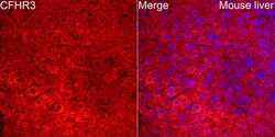 Invitrogen CFHR3 Polyclonal Antibody 100 &mu;L; Unconjugated:Antibodies,