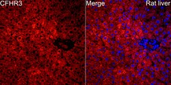 Invitrogen CFHR3 Polyclonal Antibody 100 &mu;L; Unconjugated:Antibodies,