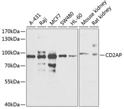 Invitrogen CD2AP Polyclonal Antibody 100 &mu;L; Unconjugated:Antibodies,