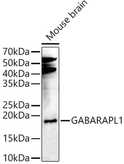 Invitrogen GABARAPL1 Polyclonal Antibody 100 &mu;L; Unconjugated:Antibodies,