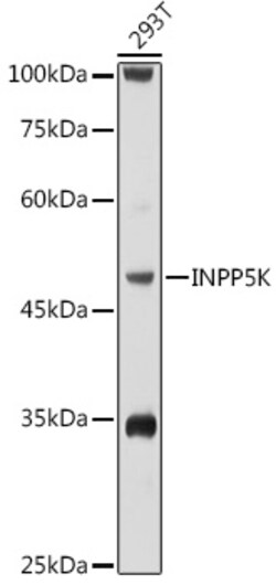 Invitrogen SKIP Polyclonal Antibody 100 &mu;L; Unconjugated:Antibodies,