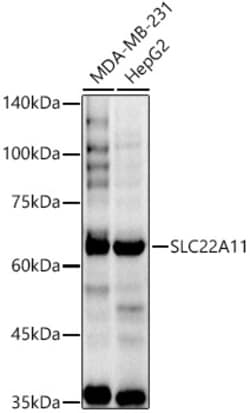 Invitrogen SLC22A11 Polyclonal Antibody 100 &mu;L; Unconjugated:Antibodies,
