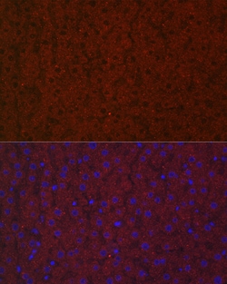 Invitrogen LRG1 Polyclonal Antibody 100 &mu;L; Unconjugated:Antibodies,
