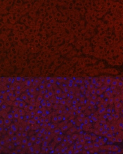 Invitrogen LRG1 Polyclonal Antibody 100 &mu;L; Unconjugated:Antibodies,