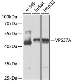 Invitrogen VPS37A Polyclonal Antibody 100 &mu;L; Unconjugated:Antibodies,