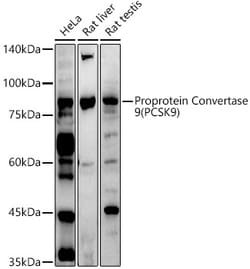 Invitrogen PCSK9 Polyclonal Antibody 100 &mu;L; Unconjugated:Antibodies,