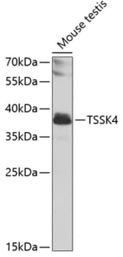 Invitrogen TSSK4 Polyclonal Antibody 100 &mu;L; Unconjugated:Antibodies,