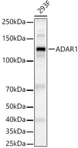 Invitrogen ADAR Polyclonal Antibody 100 &mu;L; Unconjugated:Antibodies,