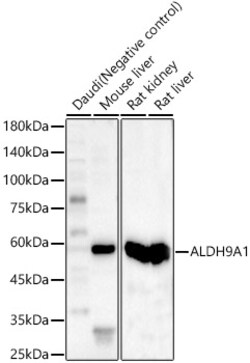 Invitrogen ALDH9A1 Polyclonal Antibody 100 &mu;L; Unconjugated:Antibodies,