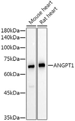 Angiopoietin 1 Polyclonal Antibody, Invitrogen 100 &mu;L; Unconjugated:Antibodies,