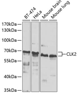 Invitrogen CLK2 Polyclonal Antibody 100 &mu;L; Unconjugated:Antibodies,