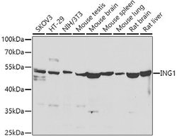 ING1 Polyclonal Antibody, Invitrogen 100 &mu;L; Unconjugated:Antibodies,