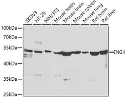 ING1 Polyclonal Antibody, Invitrogen 100 &mu;L; Unconjugated:Antibodies,