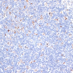Invitrogen KCNS3 Polyclonal Antibody 100 &mu;L; Unconjugated:Antibodies,
