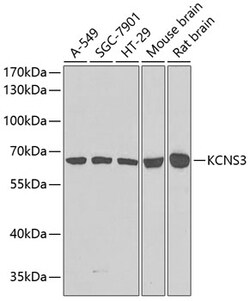 Invitrogen KCNS3 Polyclonal Antibody 100 &mu;L; Unconjugated:Antibodies,