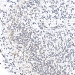 Invitrogen OCT3/4 Polyclonal Antibody 100 &mu;L; Unconjugated:Antibodies,