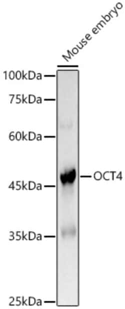 Invitrogen OCT3/4 Polyclonal Antibody 100 &mu;L; Unconjugated:Antibodies,