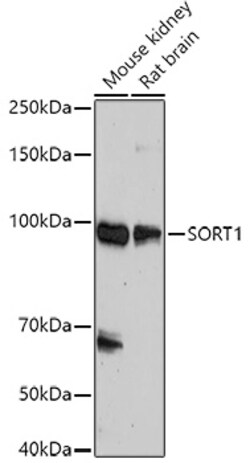 Invitrogen Sortilin Polyclonal Antibody 100 &mu;L; Unconjugated:Antibodies,