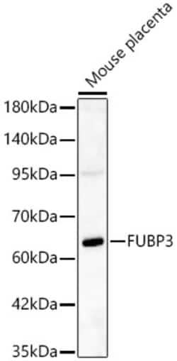FUBP3 Polyclonal Antibody:Antibodies, Polyclonal