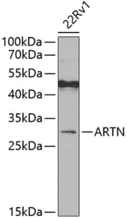 Invitrogen Artemin Polyclonal Antibody 100 &mu;L; Unconjugated:Antibodies,