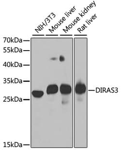 Invitrogen DIRAS3 Polyclonal Antibody 100 &mu;L; Unconjugated:Antibodies,