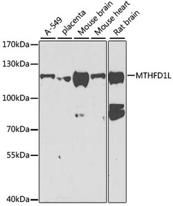 Invitrogen MTHFD1L Polyclonal Antibody 100 &mu;L; Unconjugated:Antibodies,