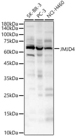 Invitrogen JMJD4 Polyclonal Antibody 100 &mu;L; Unconjugated:Antibodies,