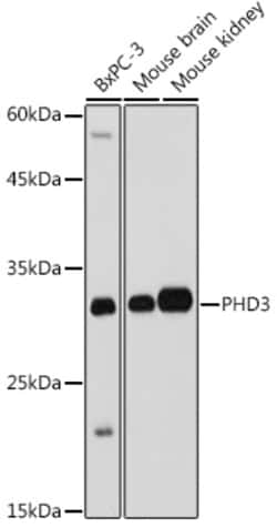 Invitrogen PHD3 Polyclonal Antibody 100 &mu;L; Unconjugated:Antibodies,