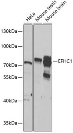 Invitrogen EFHC1 Polyclonal Antibody 100 &mu;L; Unconjugated:Antibodies,