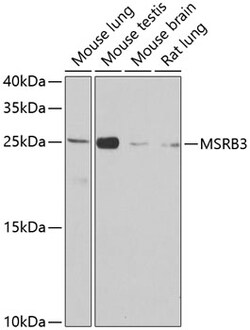 Invitrogen MSRB3 Polyclonal Antibody 100 &mu;L | Buy Online | Invitrogen&trade; | Fisher Scientific