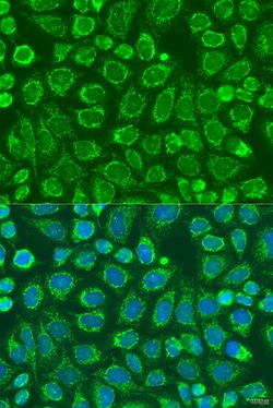 Invitrogen SNX32 Polyclonal Antibody 100 &mu;L; Unconjugated:Antibodies,
