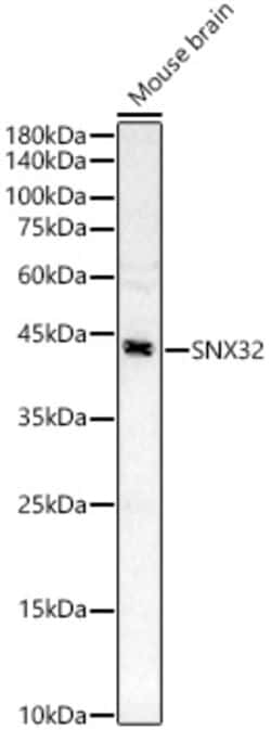 Invitrogen SNX32 Polyclonal Antibody 100 &mu;L; Unconjugated:Antibodies,