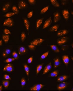 Invitrogen GRID1 Polyclonal Antibody 100 &mu;L; Unconjugated:Antibodies,