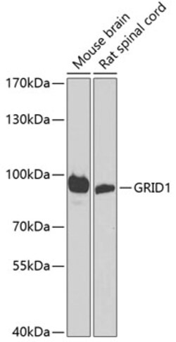 Invitrogen GRID1 Polyclonal Antibody 100 &mu;L; Unconjugated:Antibodies,