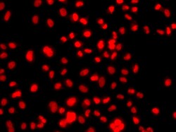 Invitrogen PRICKLE2 Polyclonal Antibody 100 &mu;L; Unconjugated:Antibodies,