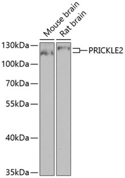 Invitrogen PRICKLE2 Polyclonal Antibody 100 &mu;L; Unconjugated:Antibodies,
