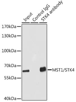 MST1 (STK4) Polyclonal Antibody:Antibodies, Polyclonal