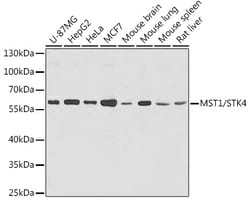 MST1 (STK4) Polyclonal Antibody:Antibodies, Polyclonal