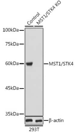 MST1 (STK4) Polyclonal Antibody:Antibodies, Polyclonal