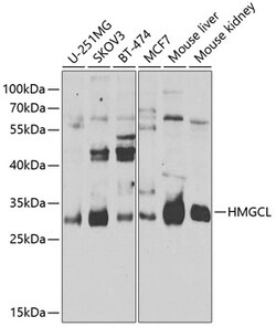 Invitrogen HMGCL Polyclonal Antibody 100 &mu;L; Unconjugated:Antibodies,