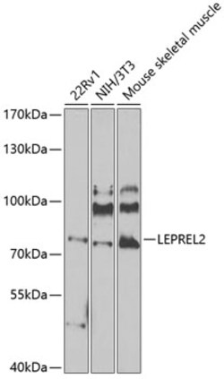 Invitrogen LEPREL2 Polyclonal Antibody 100 &mu;L; Unconjugated:Antibodies,
