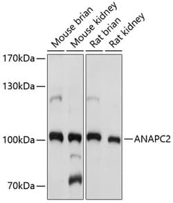 Invitrogen ANAPC2 Polyclonal Antibody 100 &mu;L; Unconjugated:Antibodies,