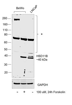 Invitrogen HSD11B2 Polyclonal Antibody 100 &mu;L; Unconjugated:Antibodies,