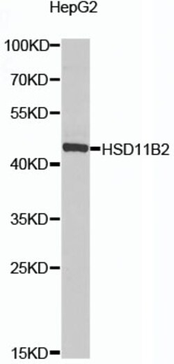 Invitrogen HSD11B2 Polyclonal Antibody 100 &mu;L; Unconjugated:Antibodies,