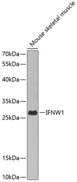 Invitrogen IFN omega Polyclonal Antibody 100 &mu;L; Unconjugated:Antibodies,