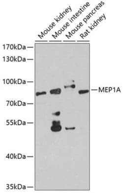 Invitrogen MEP1A Polyclonal Antibody 100 &mu;L; Unconjugated:Antibodies