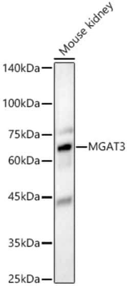 Invitrogen MGAT3 Polyclonal Antibody 100 &mu;L; Unconjugated:Antibodies,