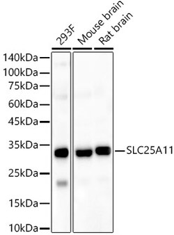 Invitrogen SLC25A11 Polyclonal Antibody 100 &mu;L; Unconjugated:Antibodies,
