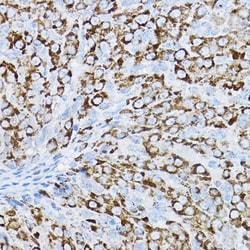 Invitrogen P2Y14 Polyclonal Antibody 100 &mu;L; Unconjugated:Antibodies,