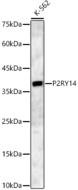 Invitrogen P2Y14 Polyclonal Antibody 100 &mu;L; Unconjugated:Antibodies,